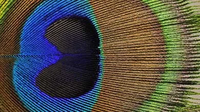 Peacock feather
